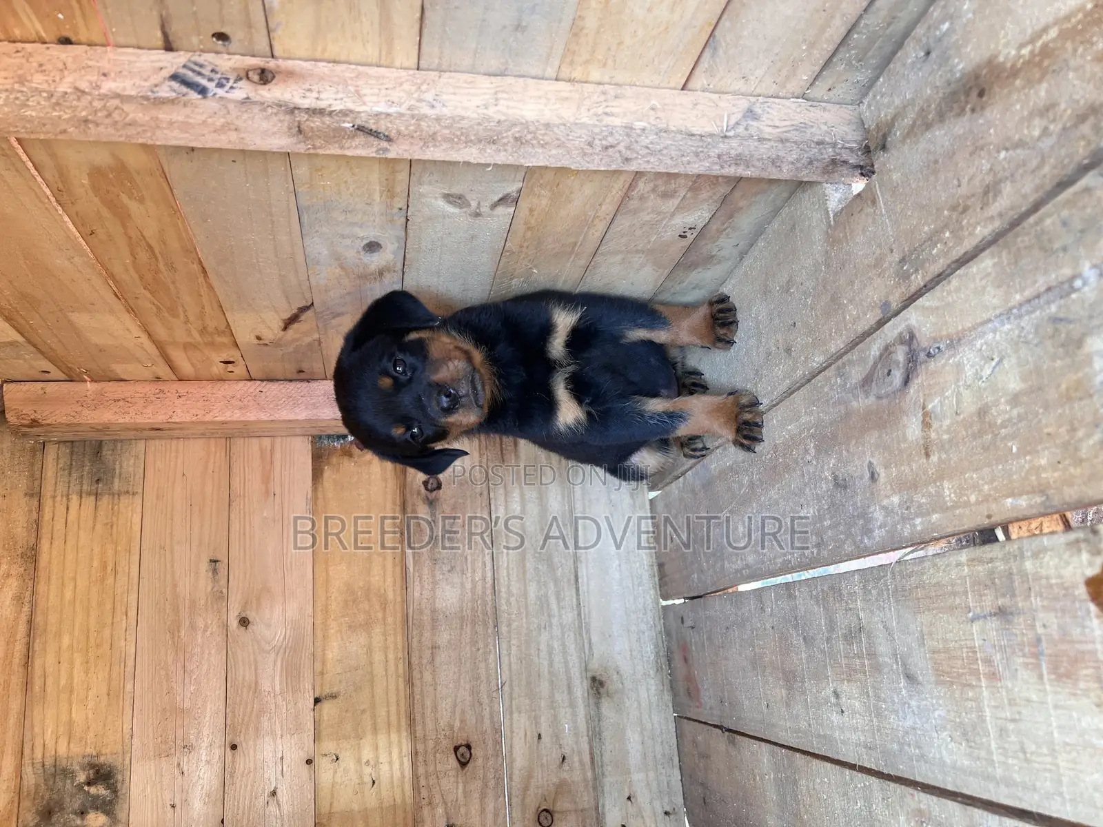 1-3 months Female Purebred Rottweiler