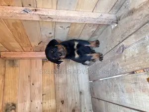 1-3 months Female Purebred Rottweiler