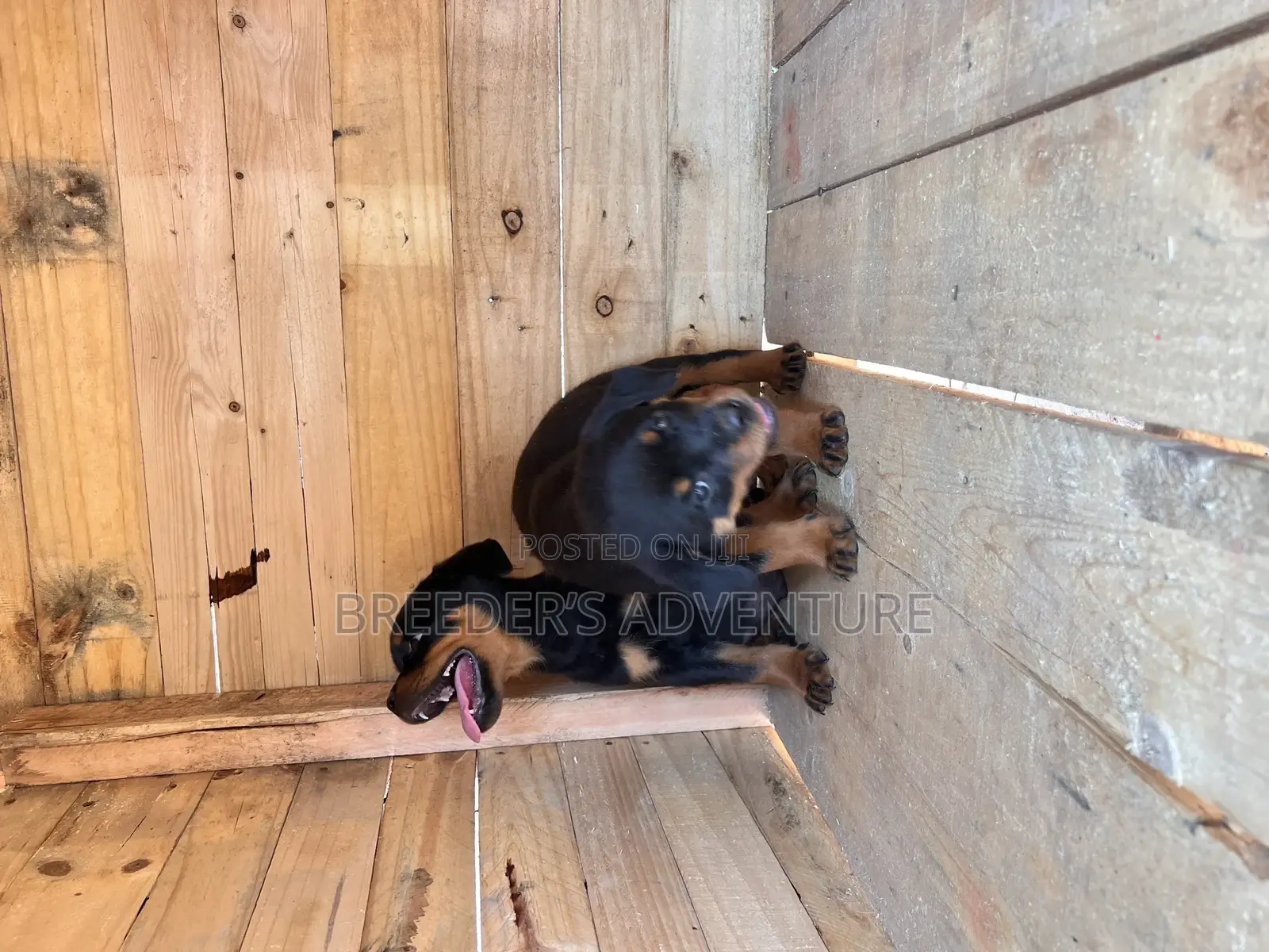 1-3 months Female Purebred Rottweiler