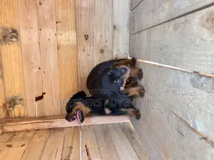 1-3 months Female Purebred Rottweiler