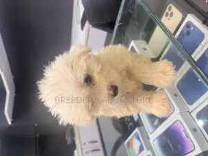 1-3 months Male Purebred Maltese