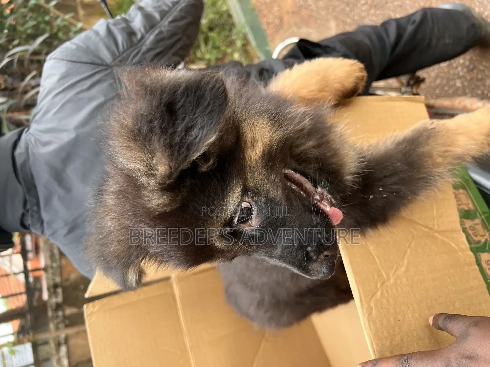 1-3 months Male Purebred German Shepherd