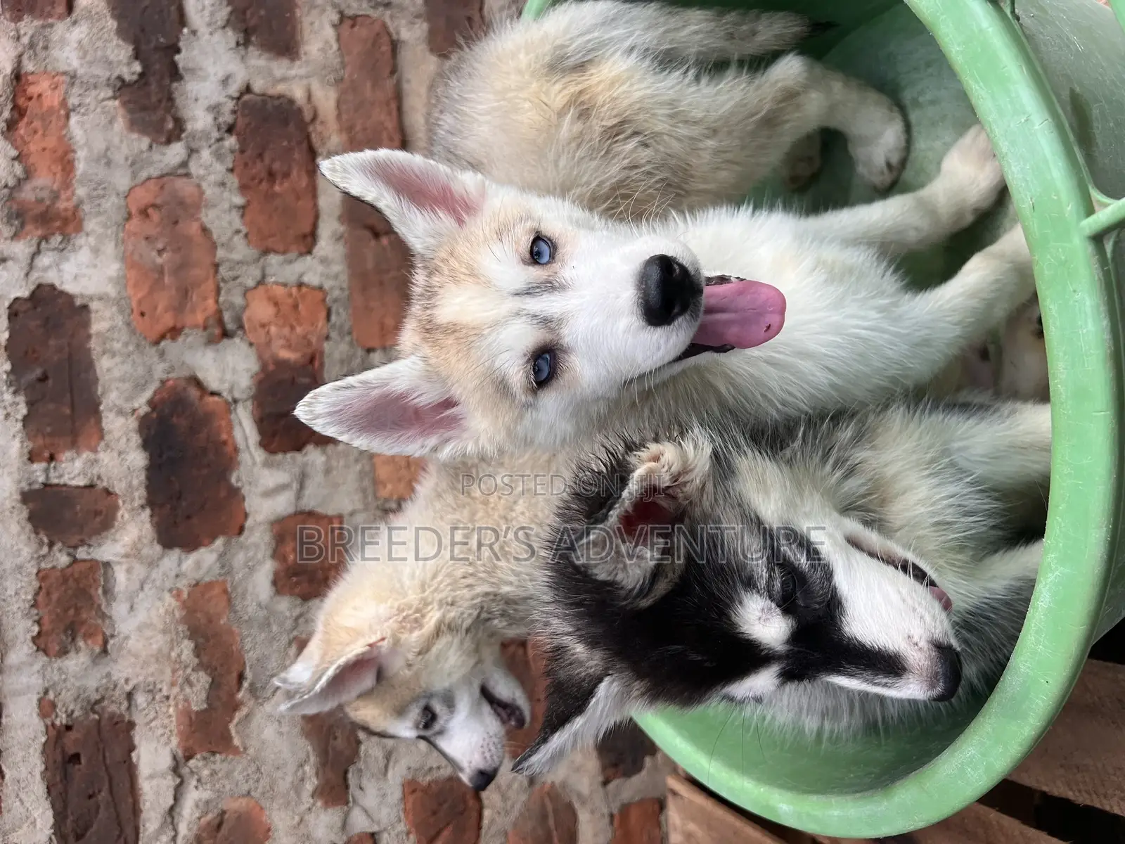 1-3 months Male Purebred Siberian Husky
