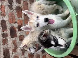1-3 months Male Purebred Siberian Husky