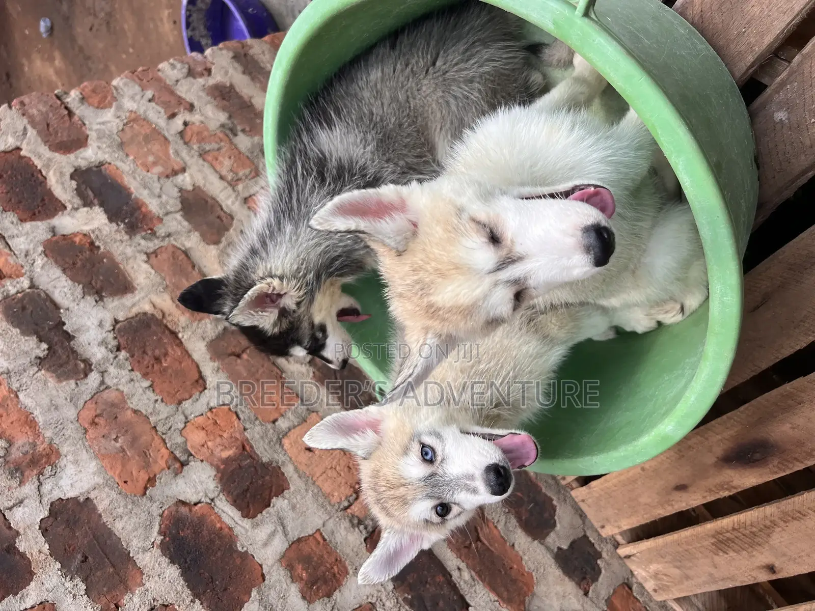 1-3 months Male Purebred Siberian Husky