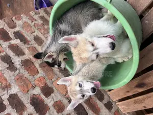 1-3 months Male Purebred Siberian Husky