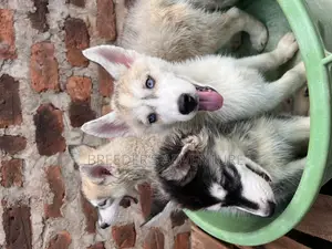 1-3 months Male Purebred Siberian Husky