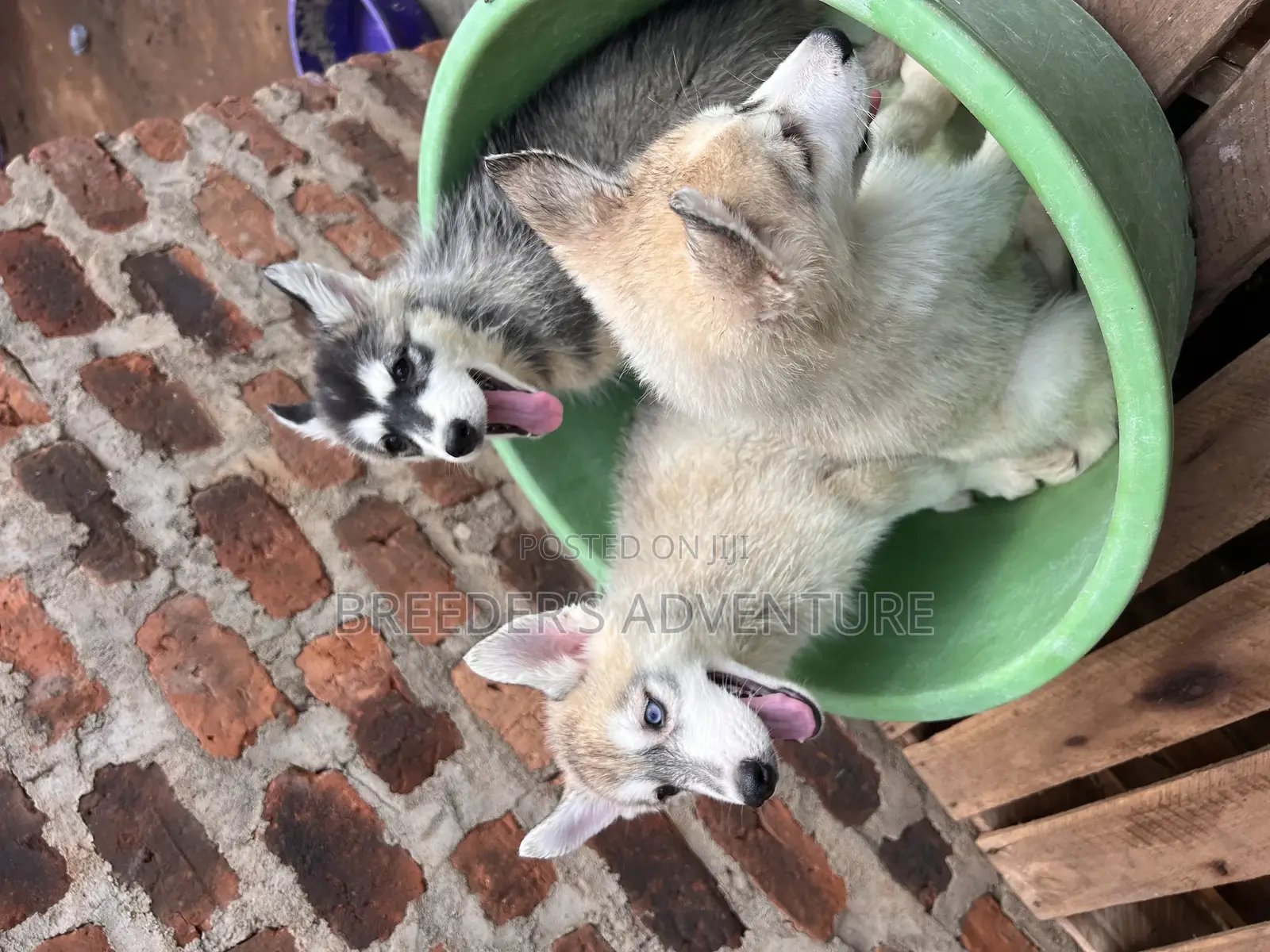 1-3 months Male Purebred Siberian Husky