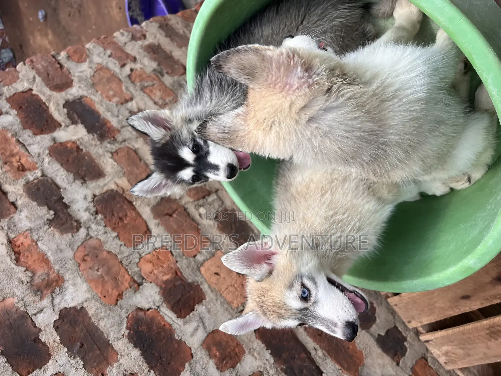 1-3 months Male Purebred Siberian Husky