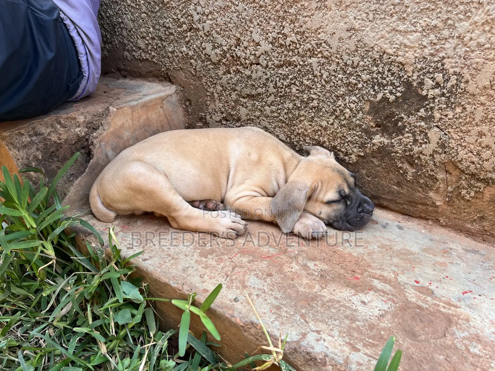 1-3 months Male Purebred Boerboel