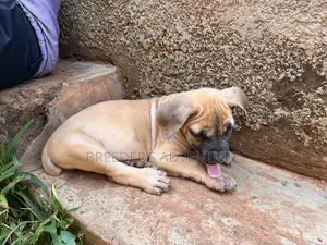 1-3 months Male Purebred Boerboel