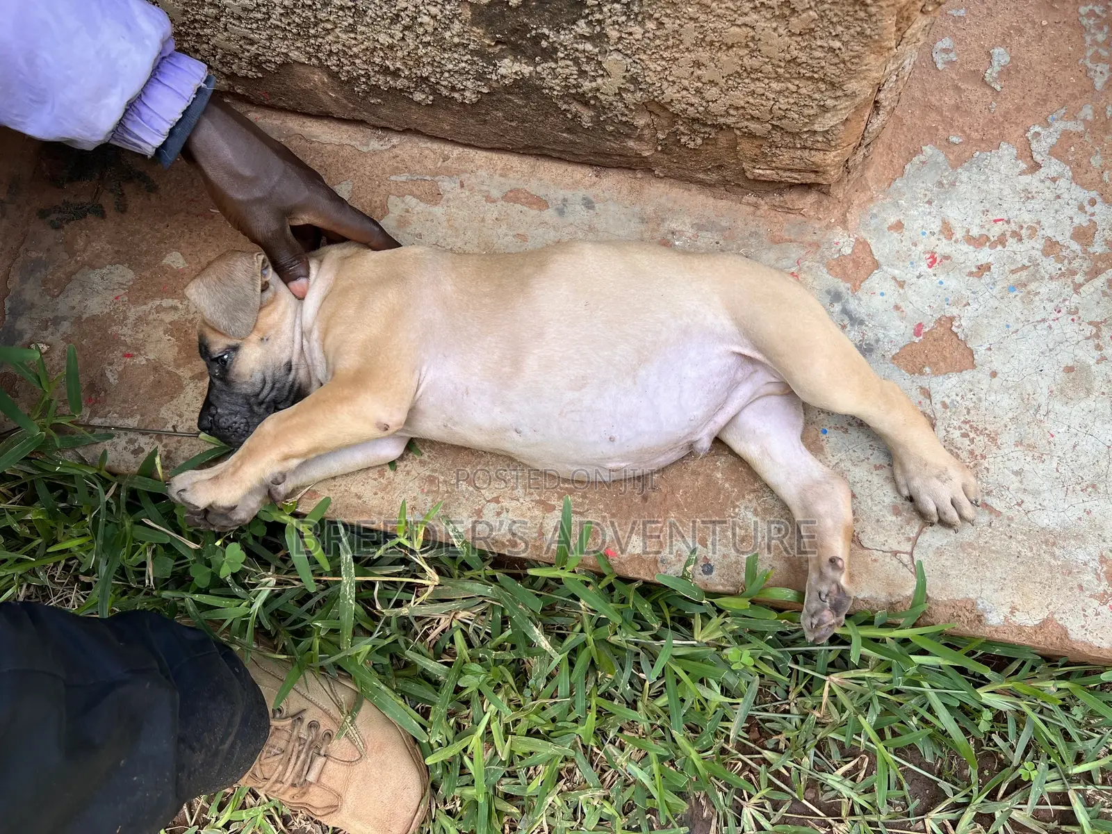 1-3 months Male Purebred Boerboel