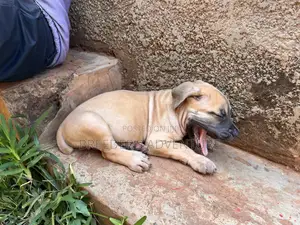 1-3 months Male Purebred Boerboel