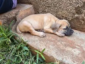 1-3 months Male Purebred Boerboel