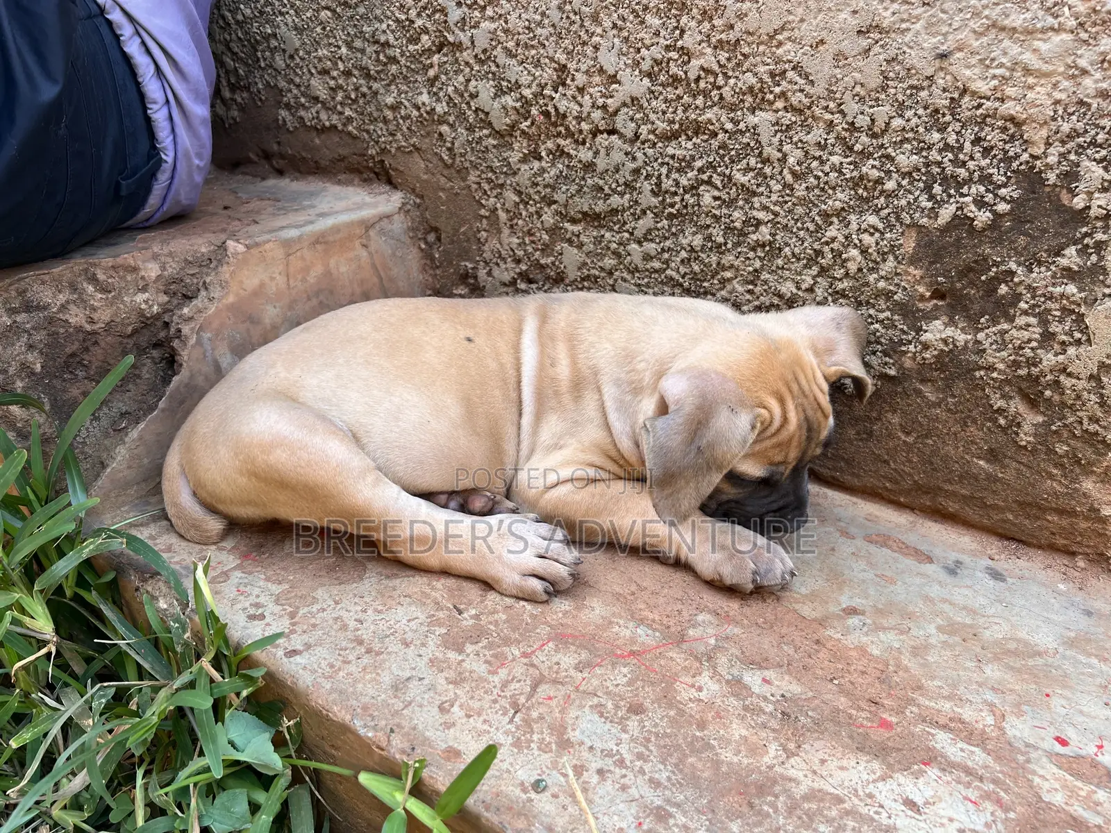 1-3 months Male Purebred Boerboel