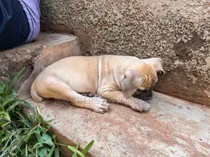 1-3 months Male Purebred Boerboel