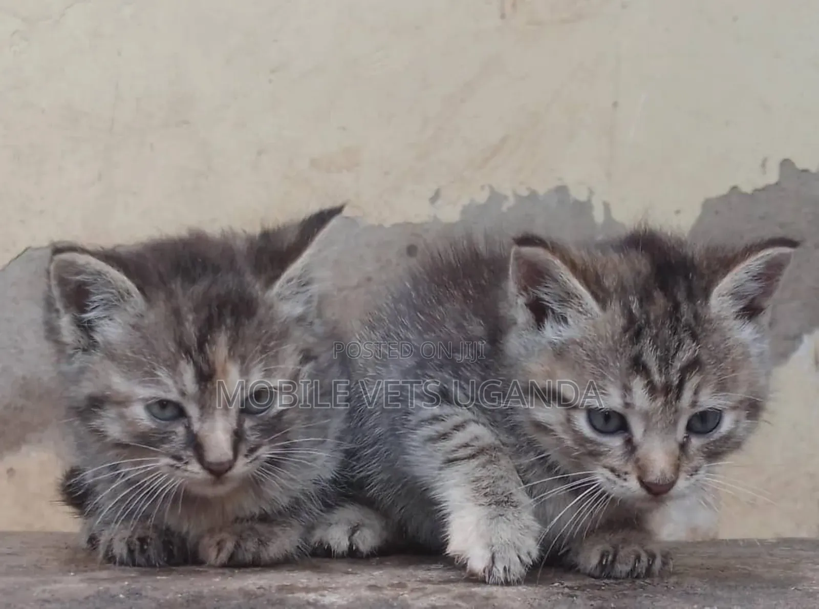 1-3 months Male Purebred British Shorthair