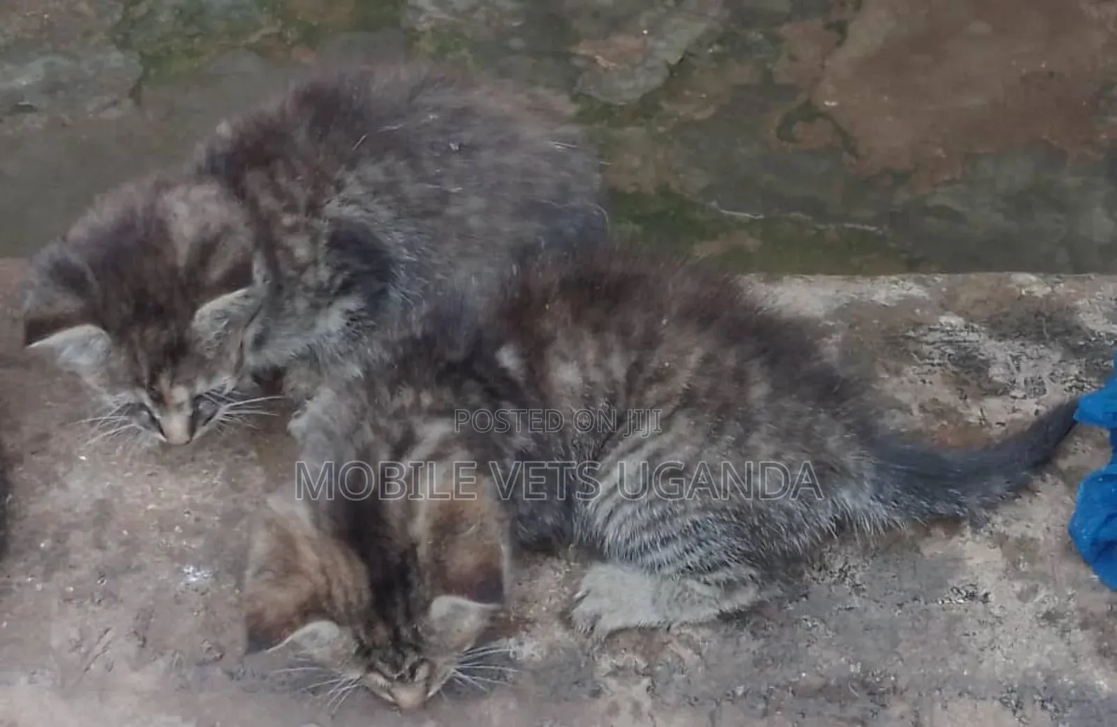 0-1 month Female Purebred British Shorthair