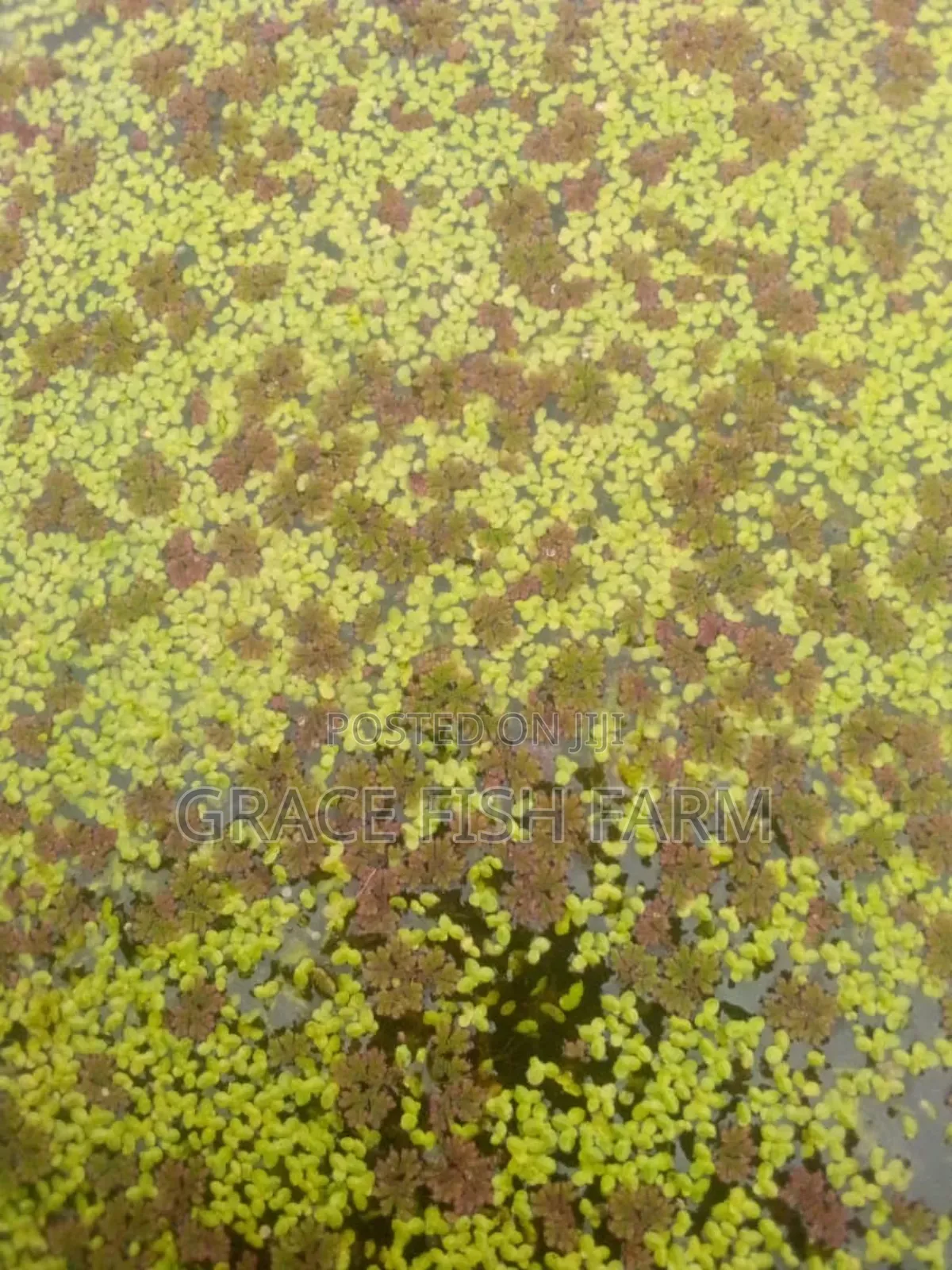 Azolla and Duckweed for Planting