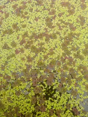 Azolla and Duckweed for Planting