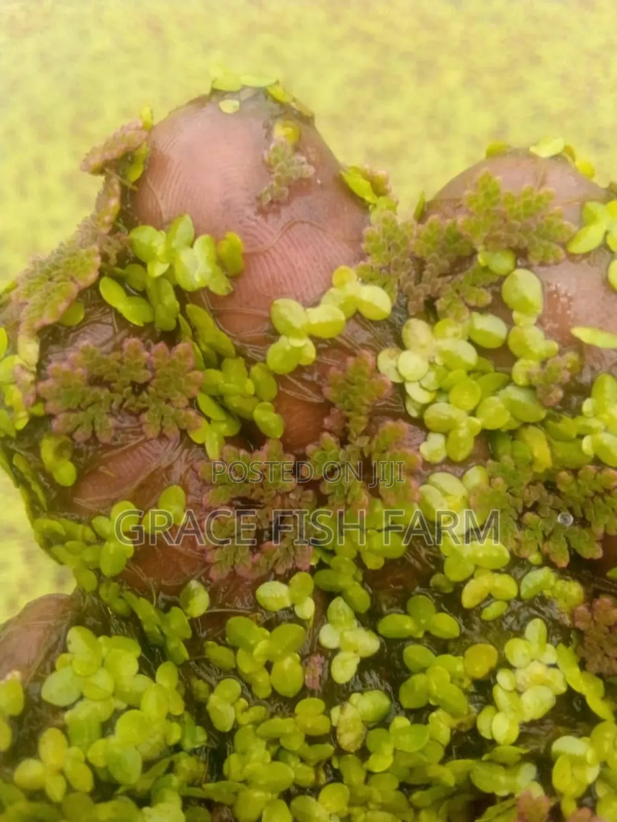 Azolla and Duckweed for Planting