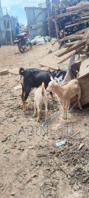 Goat With Two Kids All Female