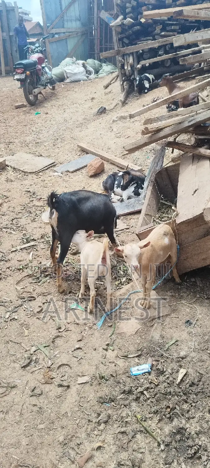Goat With Two Kids All Female