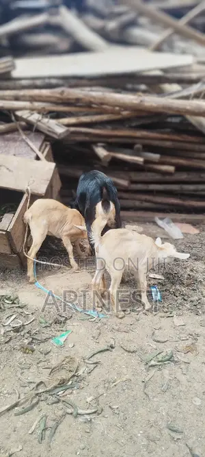 Goat With Two Kids All Female