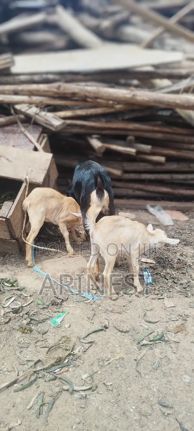 Goat With Two Kids All Female