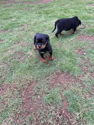 1-3 months Male Purebred Rottweiler