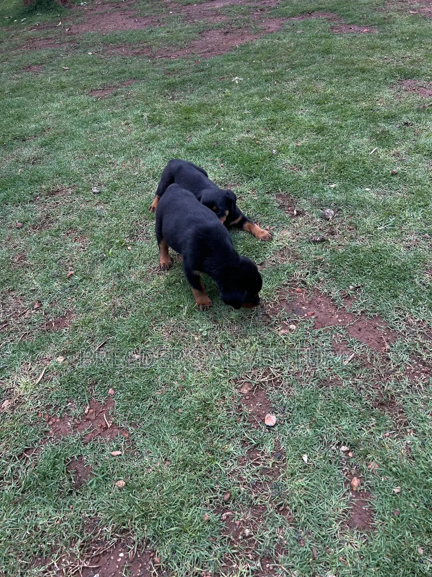 1-3 months Male Purebred Rottweiler