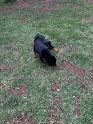 1-3 months Male Purebred Rottweiler