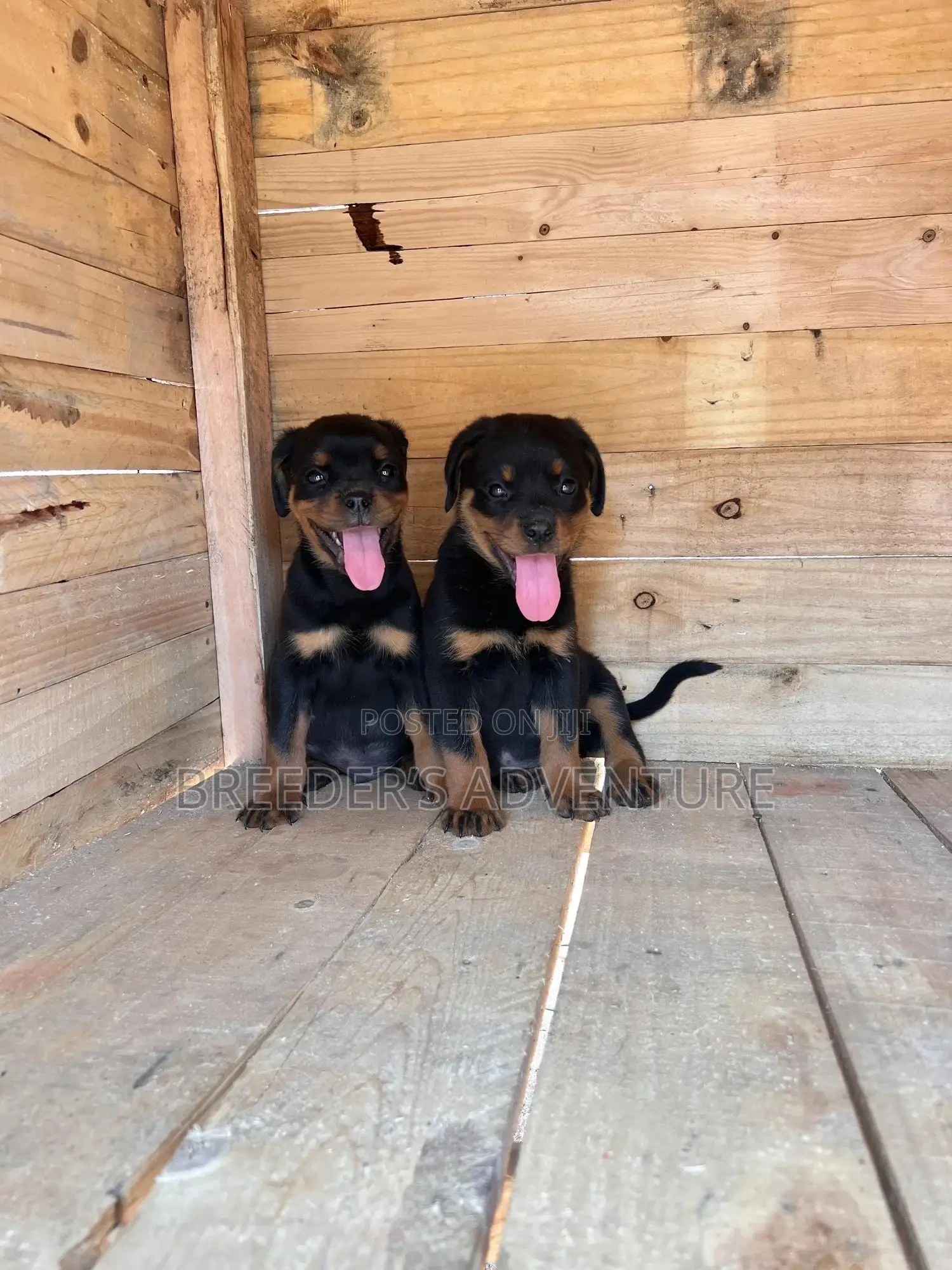1-3 months Female Purebred Rottweiler