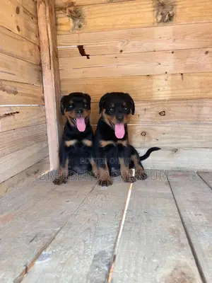 1-3 months Female Purebred Rottweiler