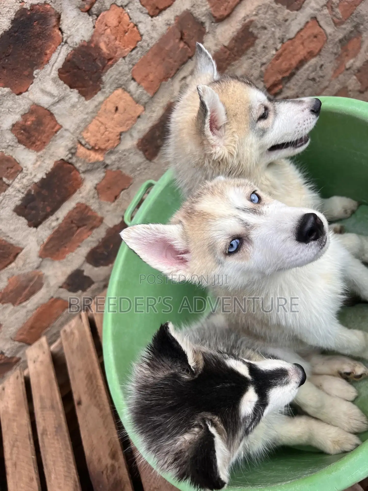 1-3 months Male Purebred Siberian Husky