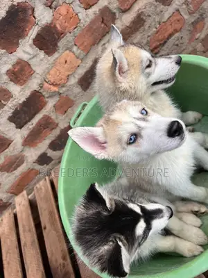 1-3 months Male Purebred Siberian Husky