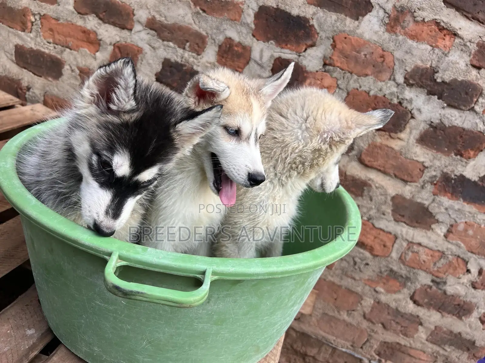 1-3 months Male Purebred Siberian Husky