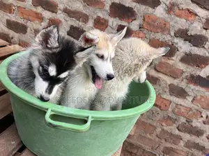 1-3 months Male Purebred Siberian Husky
