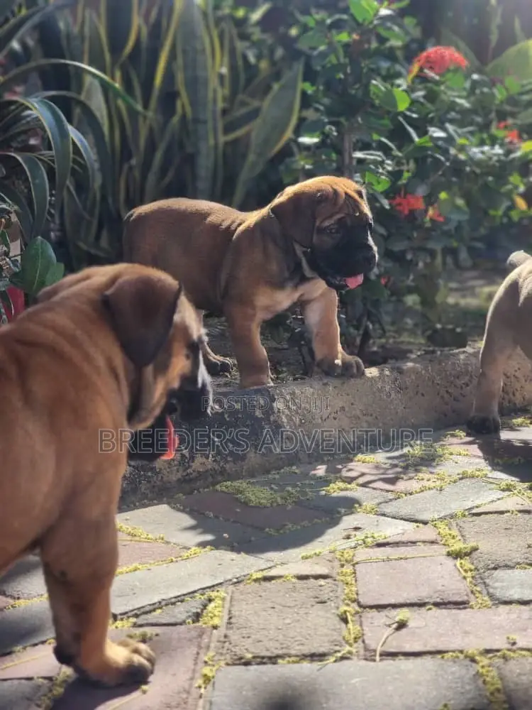 1-3 months Male Purebred Boerboel