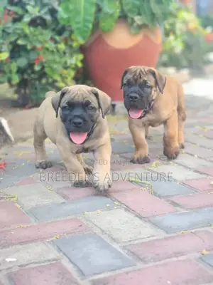 1-3 months Male Purebred Boerboel