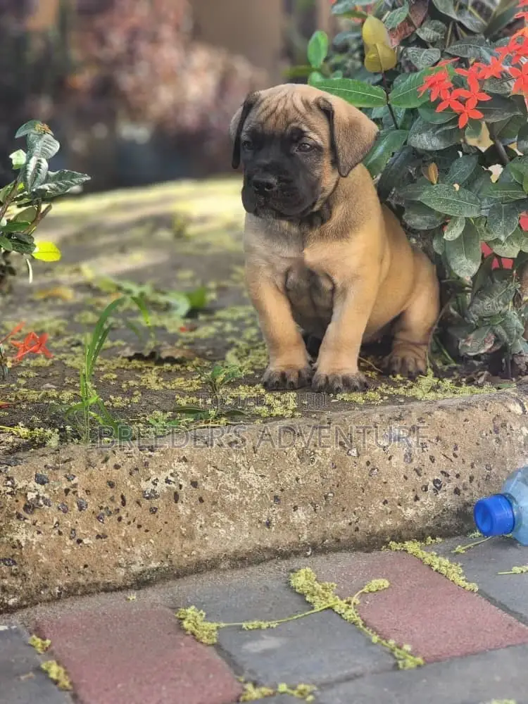 1-3 months Female Purebred Boerboel