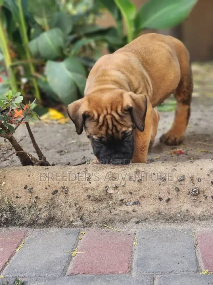 1-3 months Female Purebred Boerboel