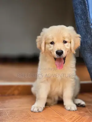 1-3 months Male Purebred Golden Retriever