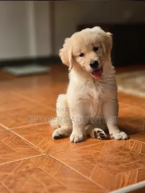 1-3 months Male Purebred Golden Retriever