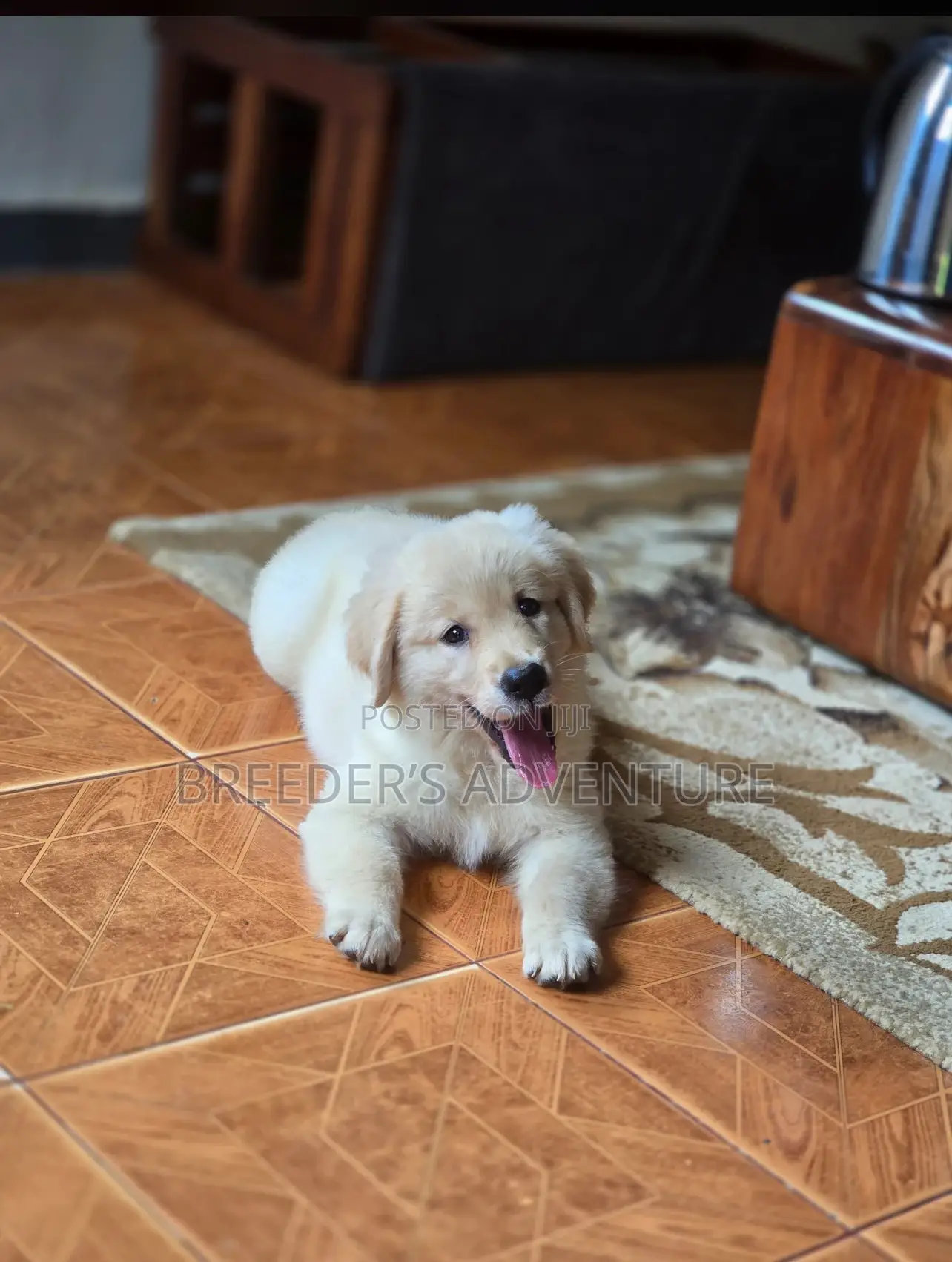 1-3 months Male Purebred Golden Retriever