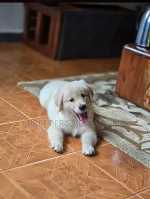 1-3 months Male Purebred Golden Retriever