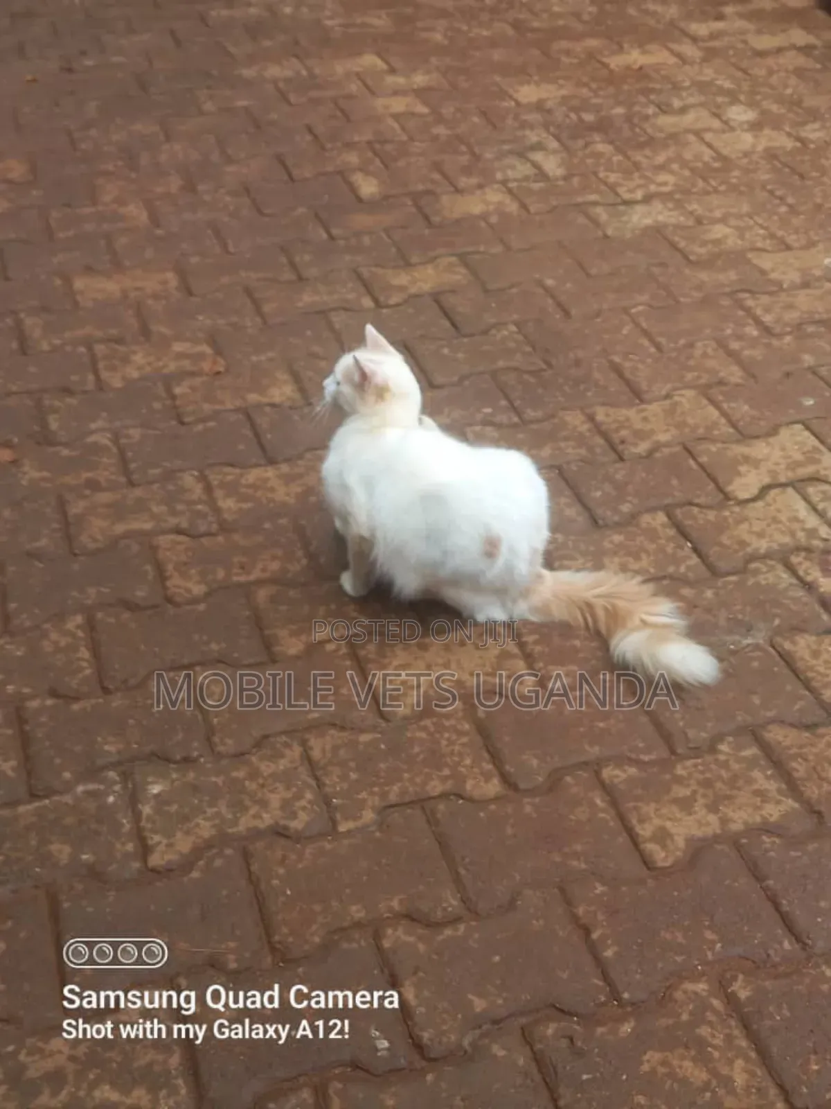 3-6 months Male Purebred Exotic