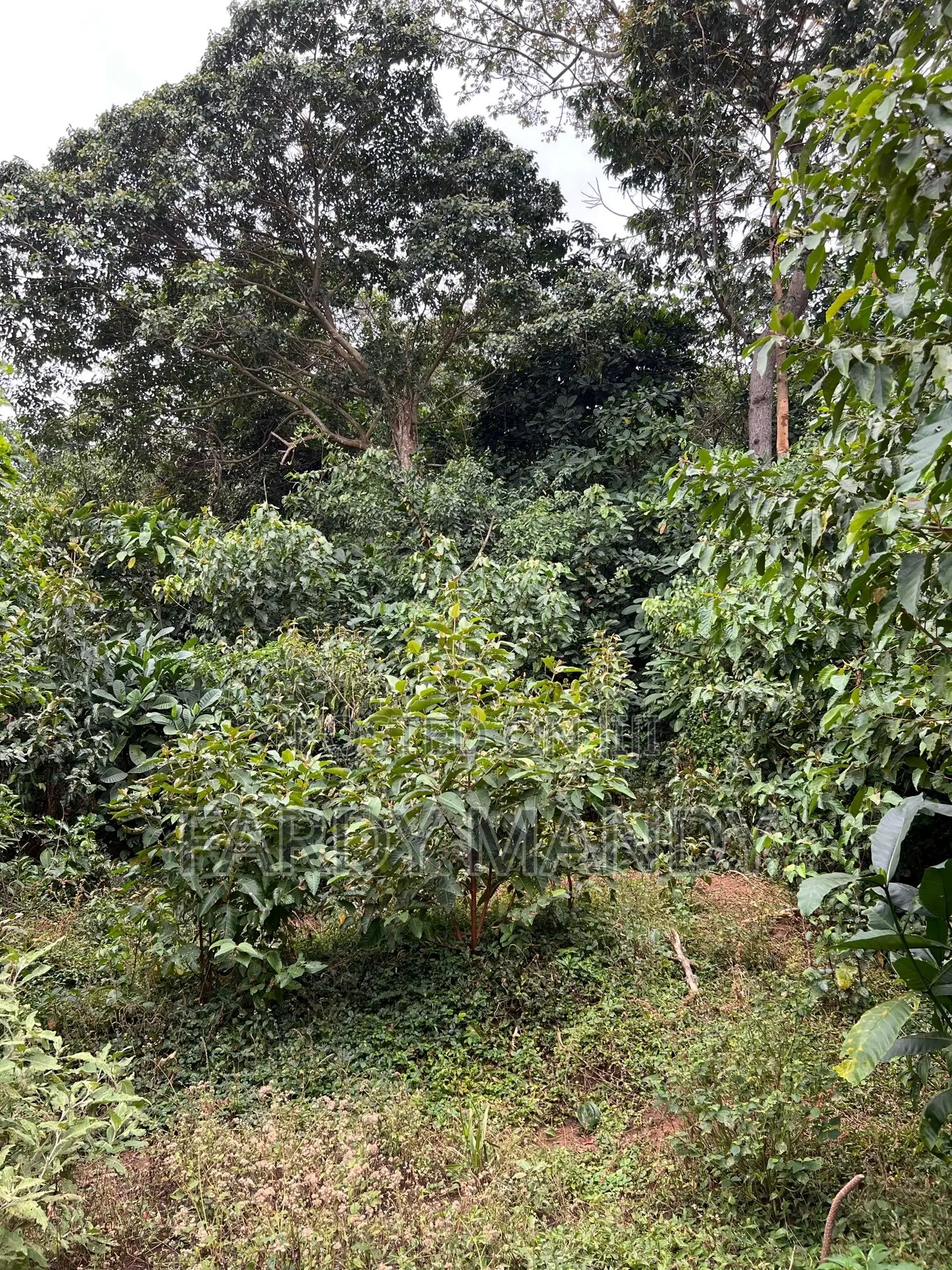Plot of Land - Lakeside in Mweena-Ssozi , Kalangala District