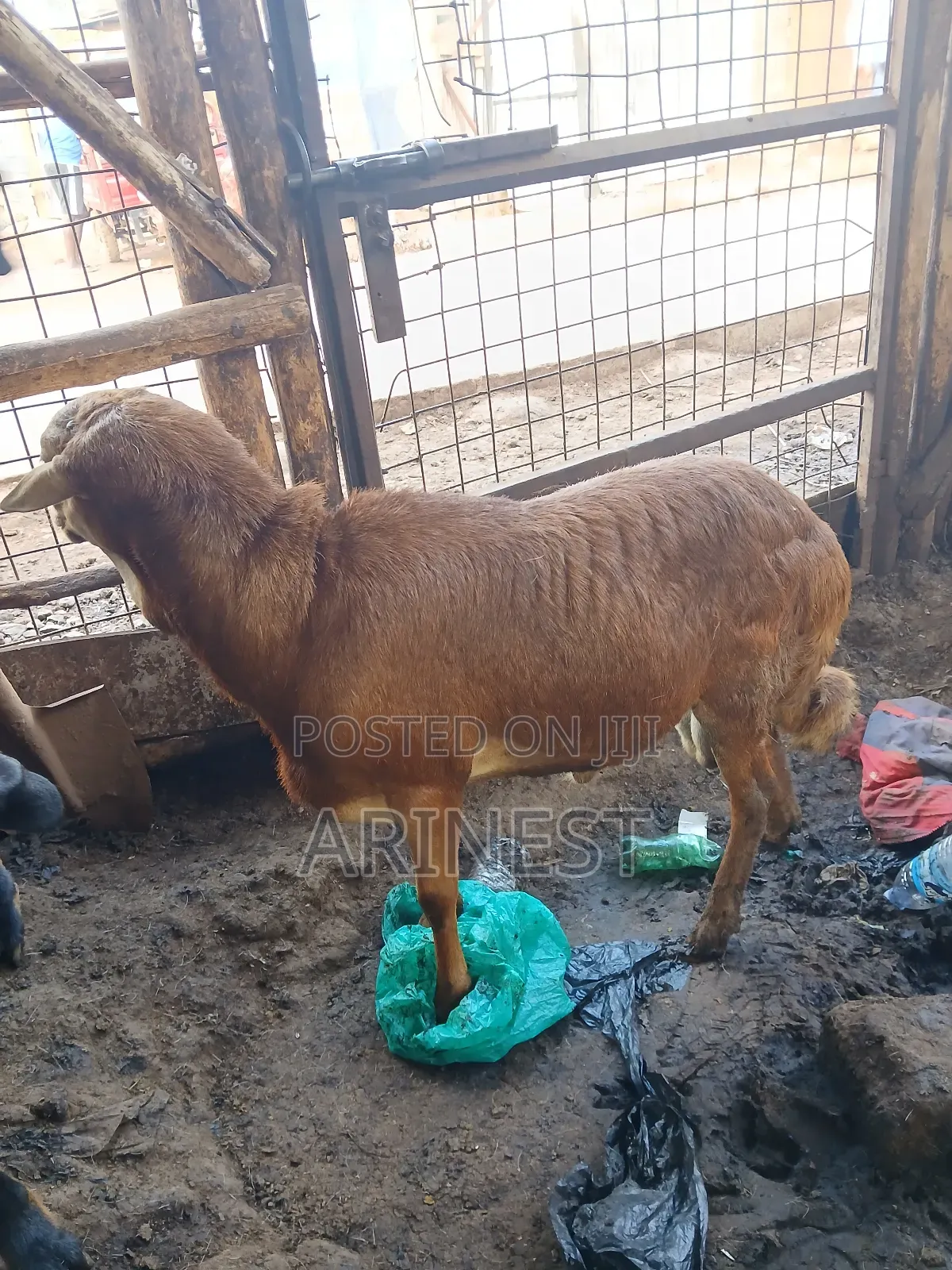Brown Sheep 45kg