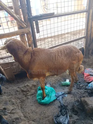 Brown Sheep 45kg